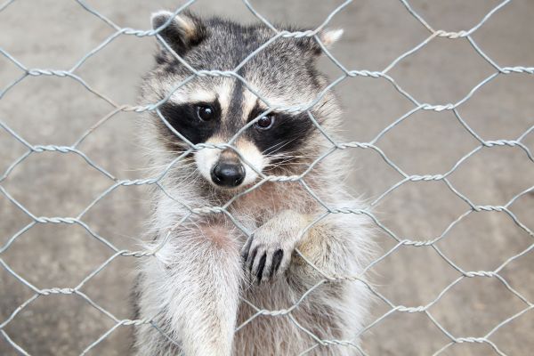 Macon Wildlife Removal