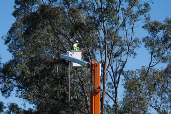Macon Tree Trimming