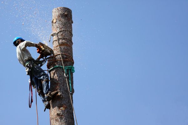 Macon Tree Removal